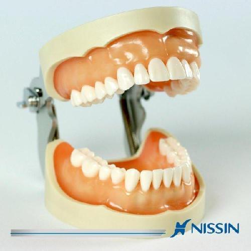 TIPODONTO NISSIN DE 28 DIENTES MODELO PROTESICO DE RESTAURACION