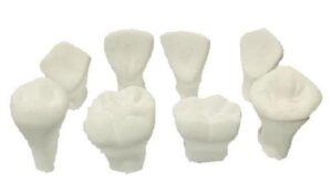 16053s_s_selected2930.jpg MACRODIENTES DE YESO ADULTO (JGO. 8 PZAS) MACROMODELO