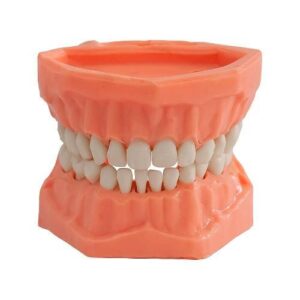 TIPODONTO ACRILICO INFANTIL