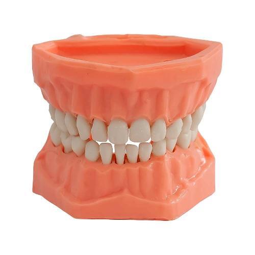 TIPODONTO ACRILICO INFANTIL