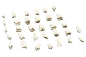 DIENTES P/TIPODONTO C/32