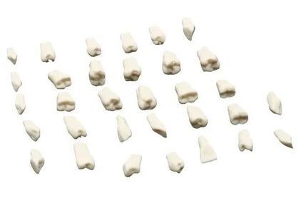 DIENTES P/TIPODONTO C/32